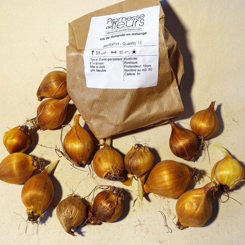 Ejemplo de ejemplar de Iris hollandica Mix - Iris de Holanda Bulbo calibre 9+ tal y como se entrega