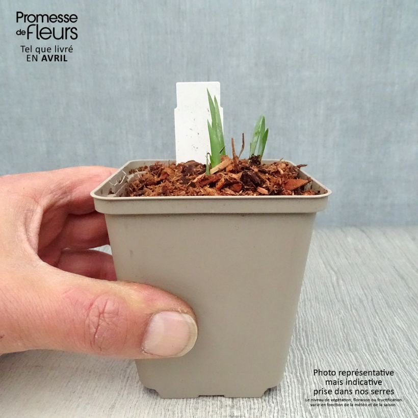 Lirio de Siberia Blue King - Iris sibirica Maceta de 8/9 cm Ejemplar entregado en la primavera