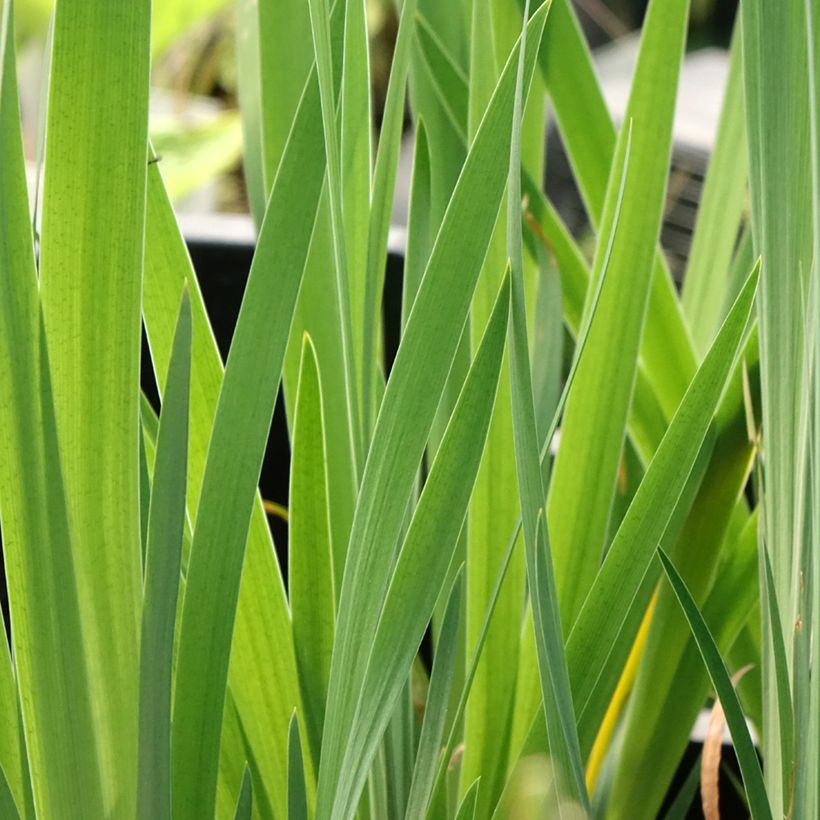 Lirio de Siberia Blue Moon - Iris sibirica (Follaje)