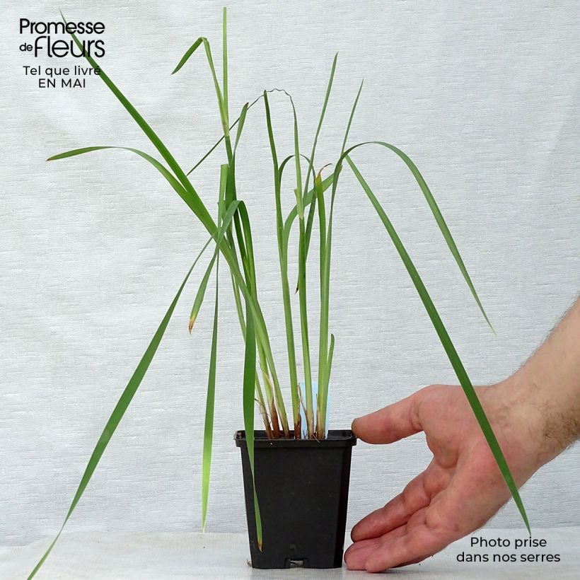 Lirio de Siberia Caesar's Brother - Iris sibirica Maceta de 8/9 cm Ejemplar entregado en la primavera