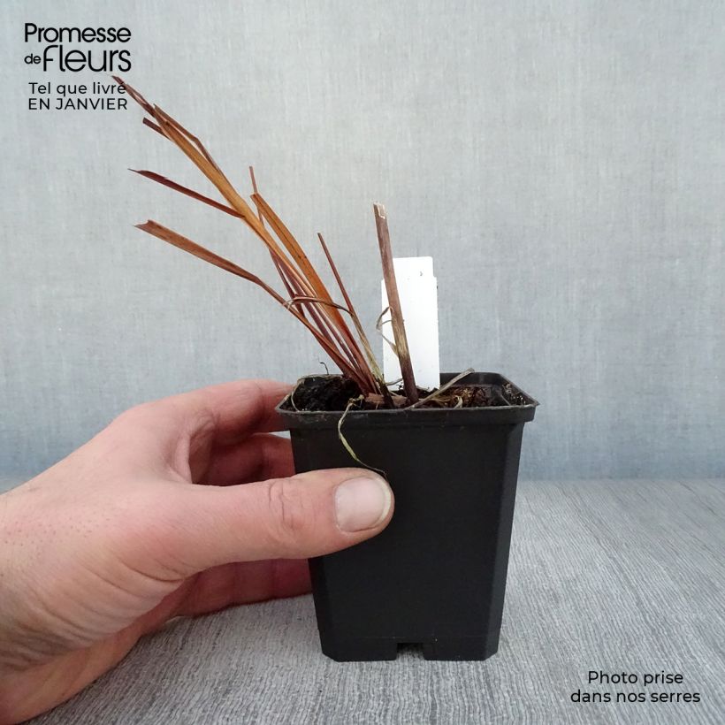 Lirio de Siberia Caesar's Brother - Iris sibirica Maceta de 8/9 cm Ejemplar entregado en invierno