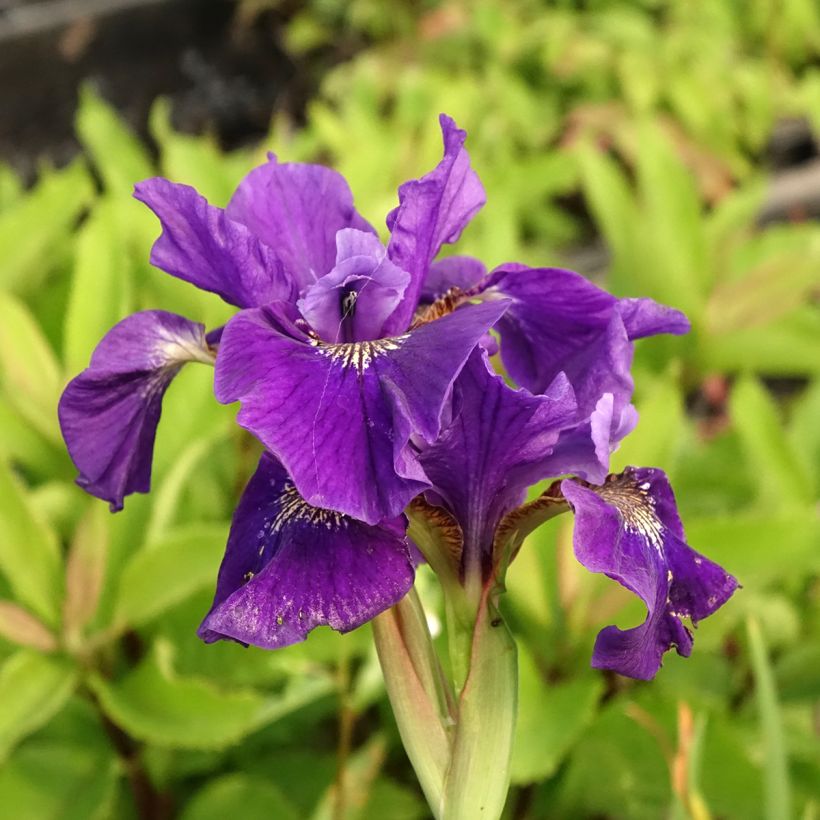 Lirio de Siberia Caesar's Brother - Iris sibirica (Floración)