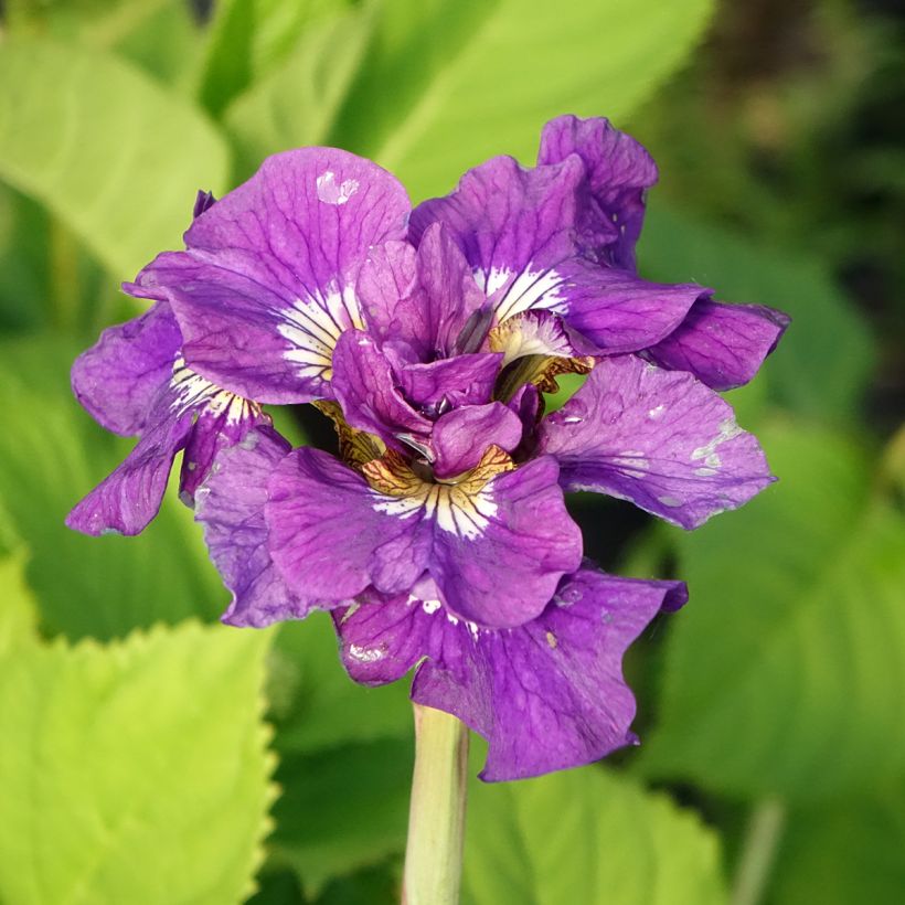 Lirio de Siberia Double Standard - Iris sibirica (Floración)