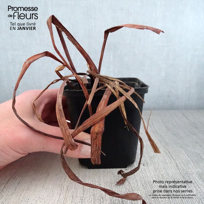 Lirio de Siberia Moon Silk - Iris sibirica Maceta de 8/9 cm Ejemplar entregado en invierno