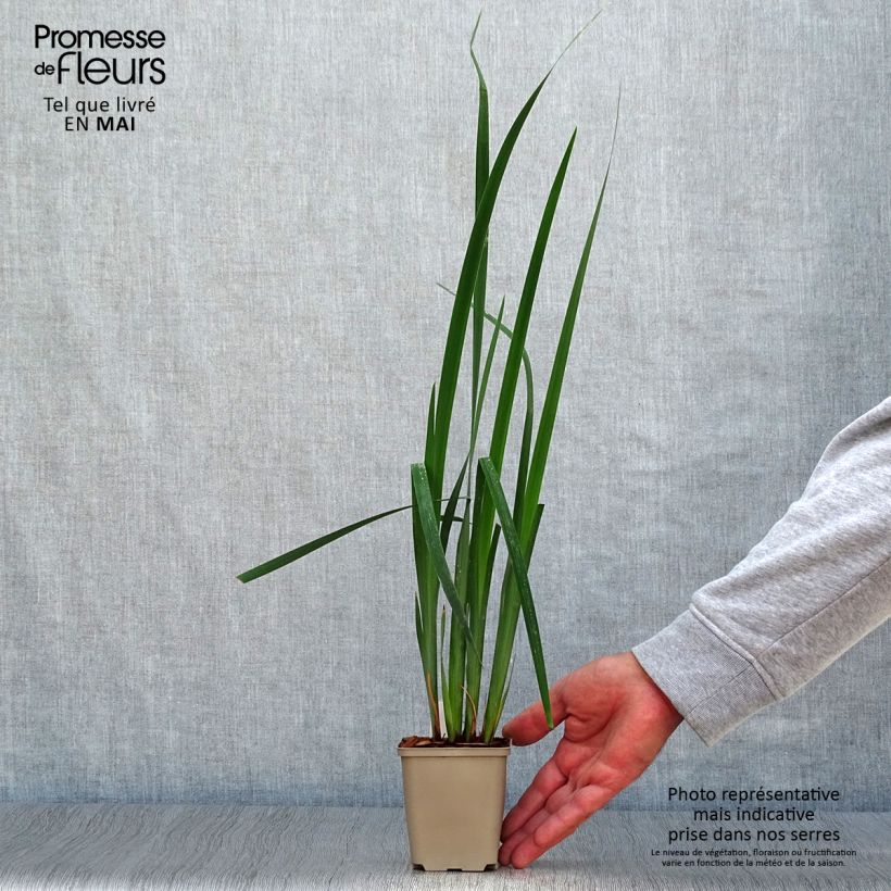 Lirio de Siberia Moon Silk - Iris sibirica Maceta de 8/9 cm Ejemplar entregado en la primavera