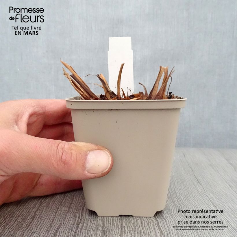 Lirio de Siberia Rikugi Sakura - Iris sibirica Maceta de 8/9 cm Ejemplar entregado en la primavera