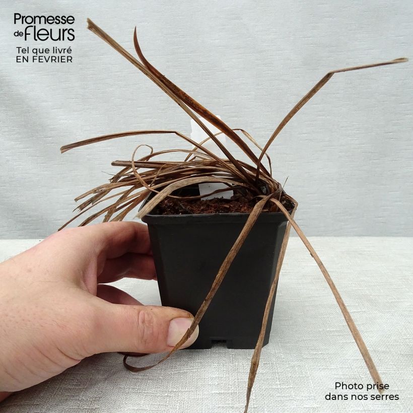 Lirio de Siberia Sparkling Rose - Iris sibirica Maceta de 8/9 cm Ejemplar entregado en invierno