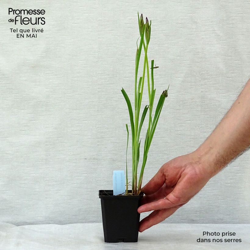 Lirio de Siberia Sparkling Rose - Iris sibirica Maceta de 8/9 cm Ejemplar entregado en la primavera