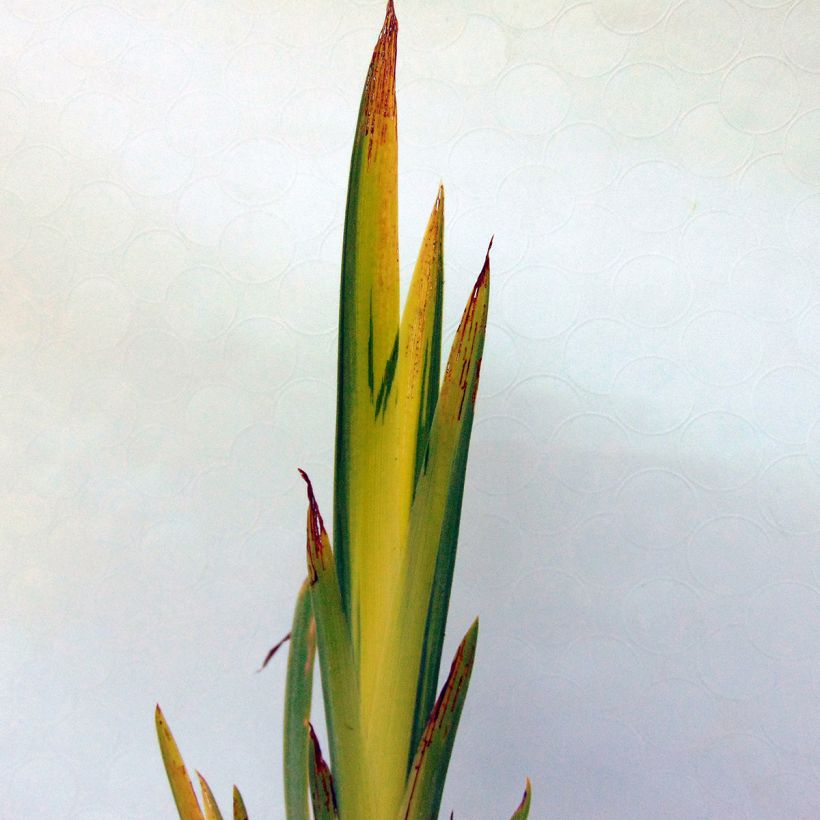 Iris pseudacorus Variegata - Lirio amarillo (Follaje)