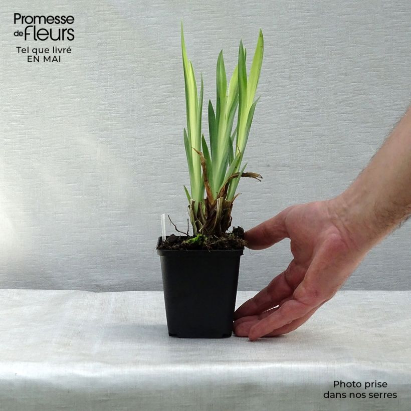 Iris pseudacorus Variegata - Lirio amarillo Maceta de 8/9 cm Ejemplar entregado en la primavera