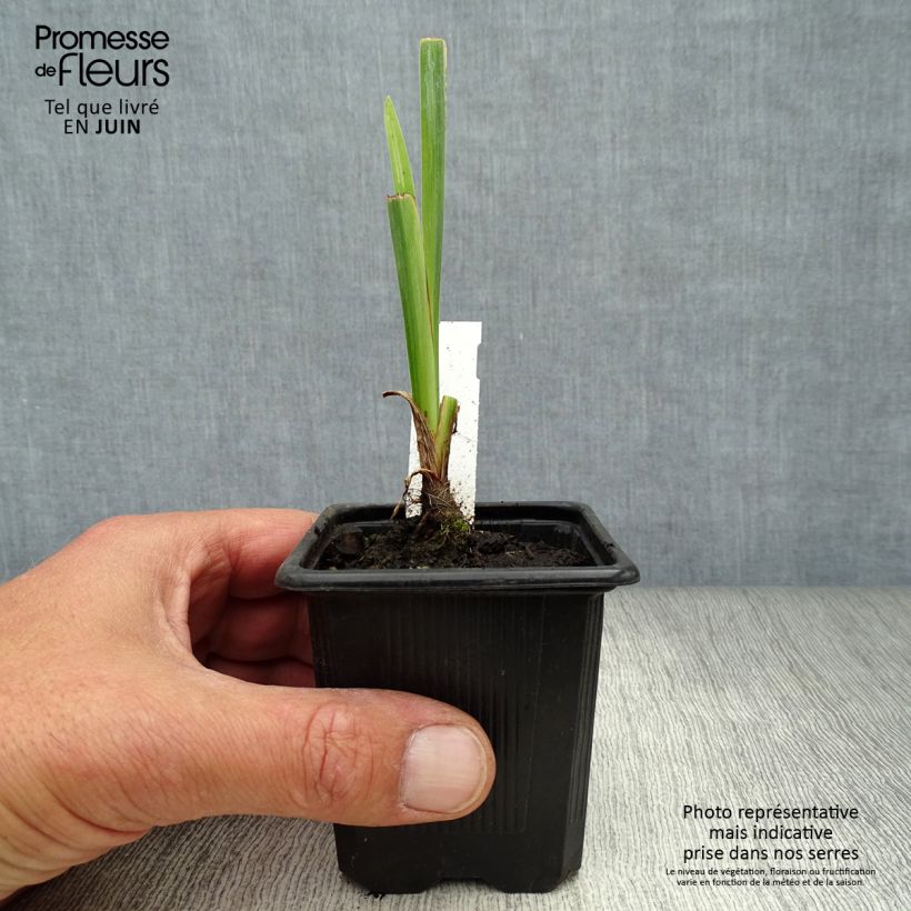 Ejemplar de Iris pseudacorus Variegata - Lirio amarillo Maceta de 8/9 cm entregado en verano