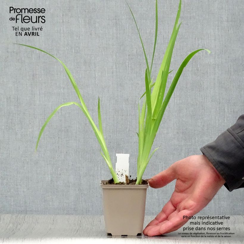 Belamcanda chinensis - Lirio leopardo Maceta de 8/9 cm Ejemplar entregado en la primavera