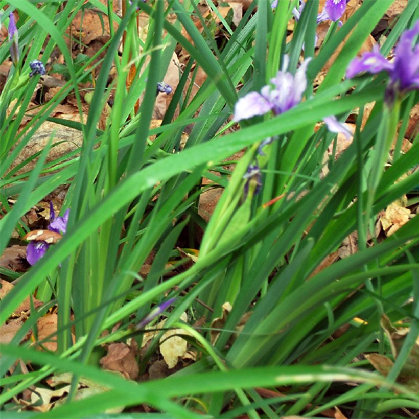 Iris douglasiana (Follaje)