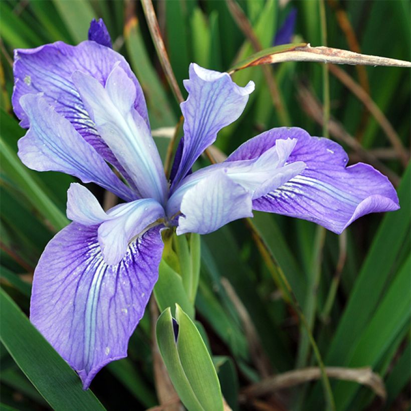 Iris douglasiana (Floración)