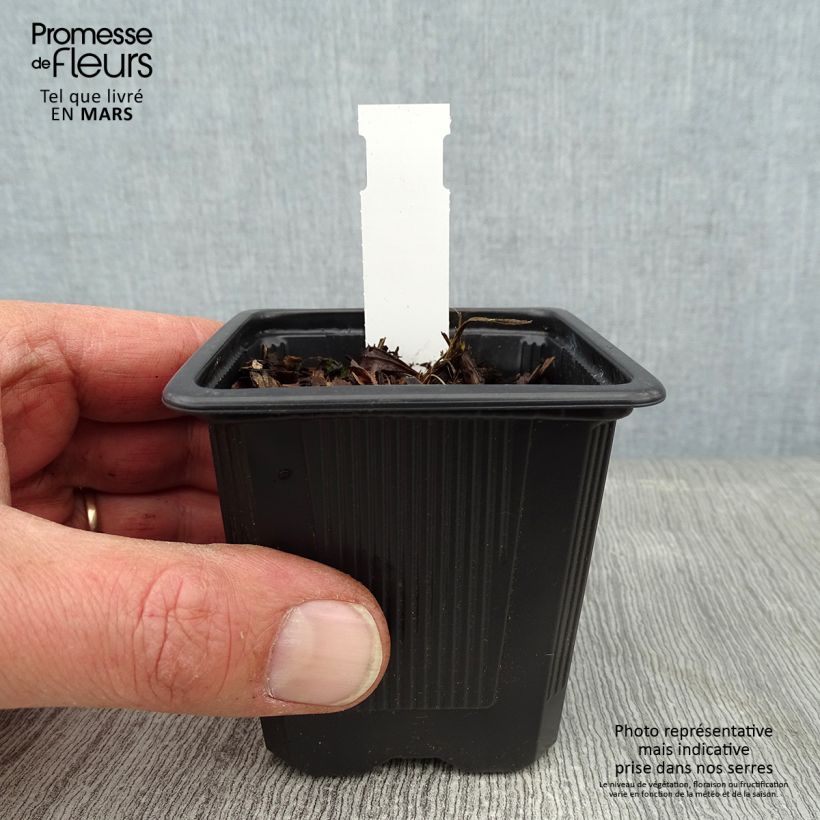 Iris Japonés Crystal Halo - Iris ensata Maceta de 8/9 cm Ejemplar entregado en invierno