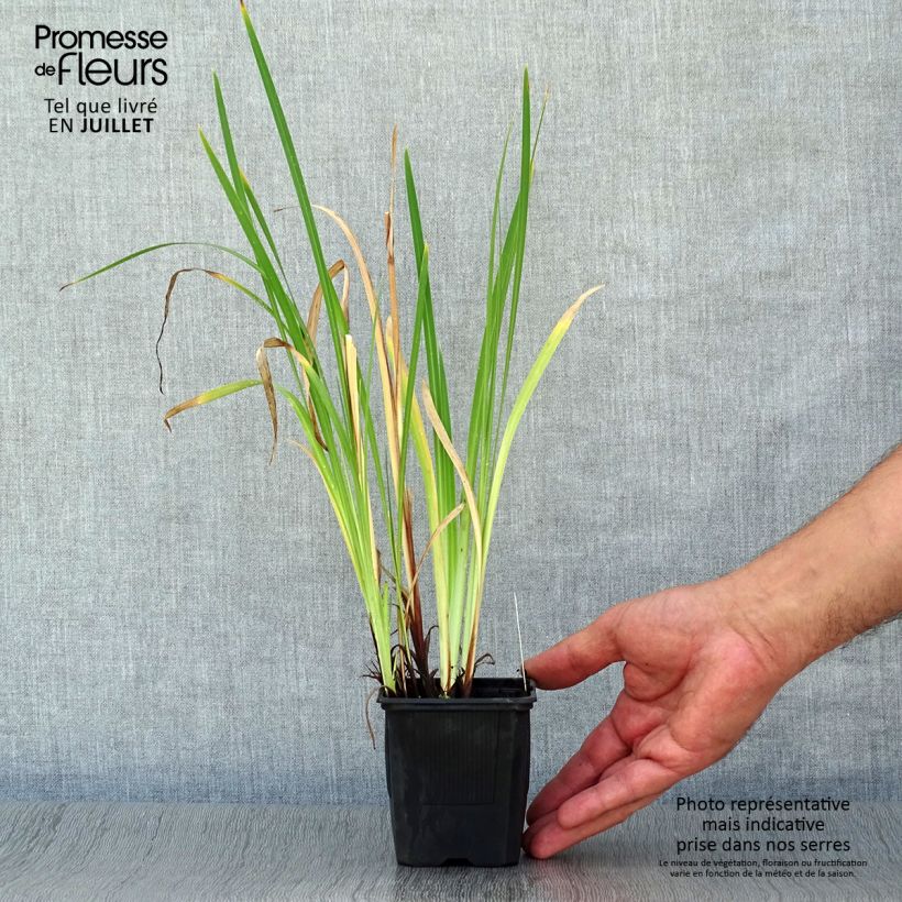 Ejemplar de Iris Japonés Dainagon - Iris ensata Maceta de 8/9 cm entregado en verano