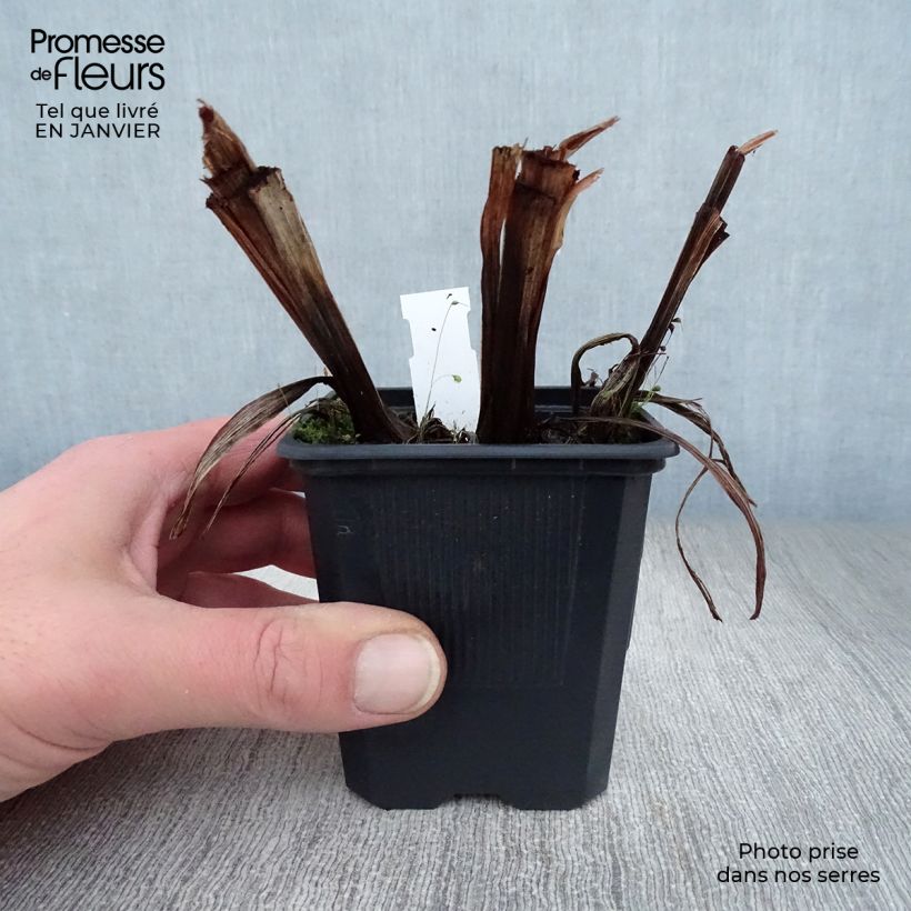 Iris Japonés Dainagon - Iris ensata Maceta de 8/9 cm Ejemplar entregado en invierno