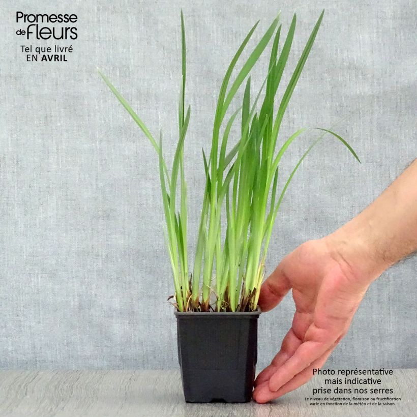 Iris Japonés Dainagon - Iris ensata Maceta de 8/9 cm Ejemplar entregado en la primavera