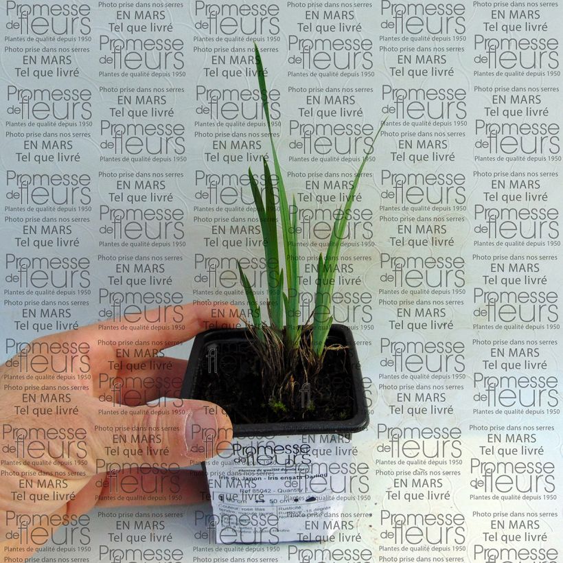 Ejemplo de ejemplar de Iris Japonés Darling - Iris ensata Maceta de 8/9 cm tal y como se entrega