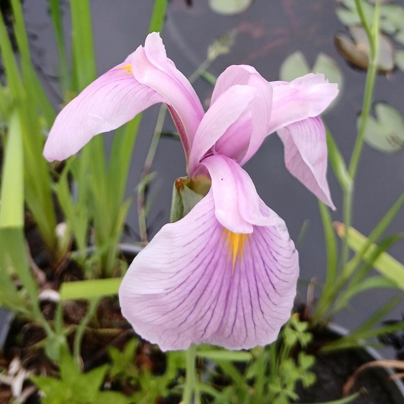 Iris Japonés Darling - Iris ensata (Floración)