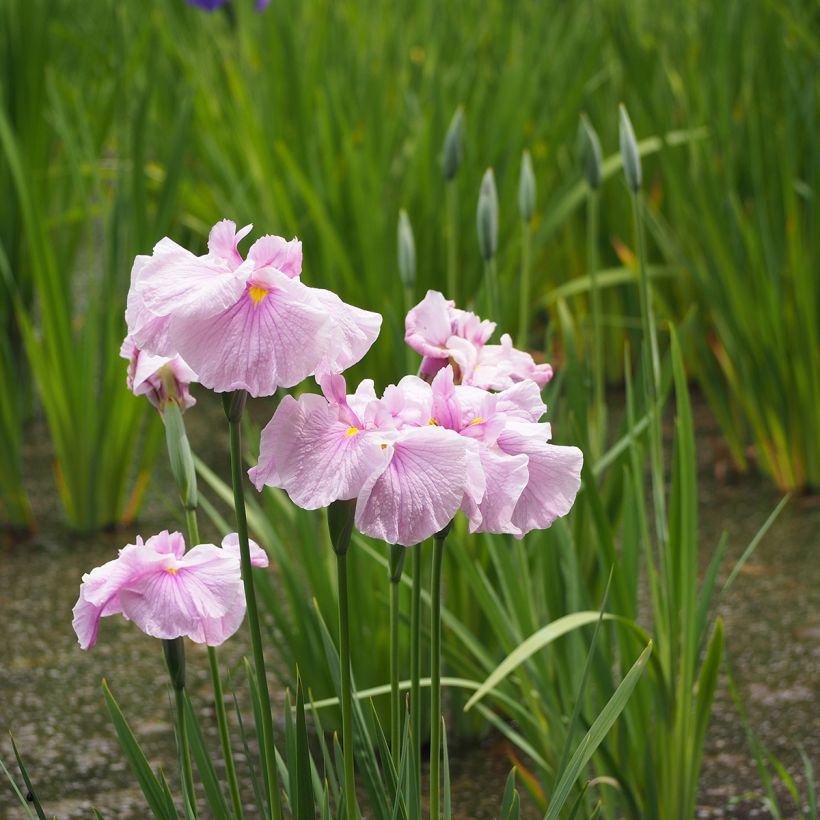 Iris Japonés Dinner Plate Tub Tim Grob - Iris ensata (Porte)