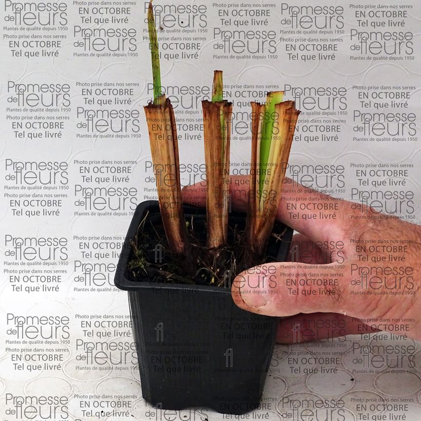 Ejemplo de ejemplar de Iris Japonés Illumination - Iris ensata Maceta de 8/9 cm tal y como se entrega