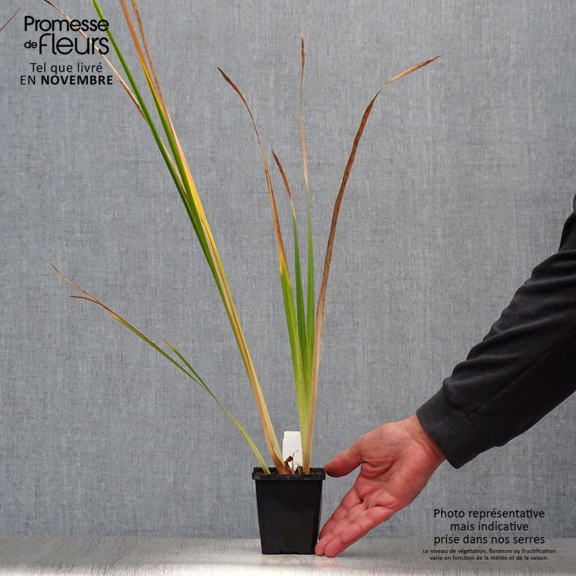 Ejemplar de Iris Japonés Météor - Iris ensata Maceta de 8/9 cm entregado en otoño