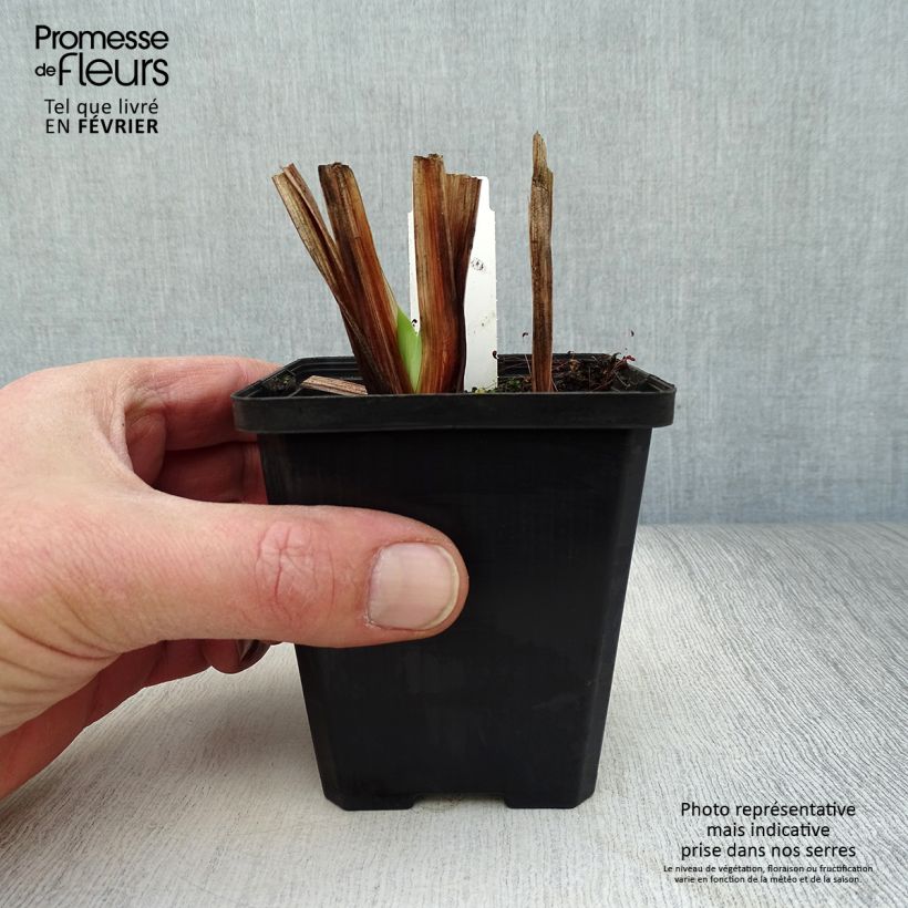 Iris Japonés Météor - Iris ensata Maceta de 8/9 cm Ejemplar entregado en invierno