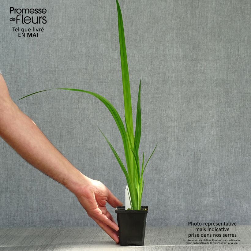 Iris Japonés Météor - Iris ensata Maceta de 8/9 cm Ejemplar entregado en la primavera