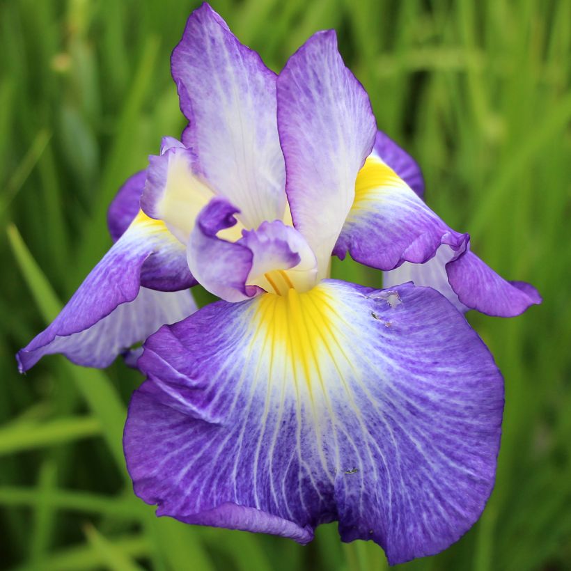 Iris Japonés Ocean Mist - Iris ensata (Floración)