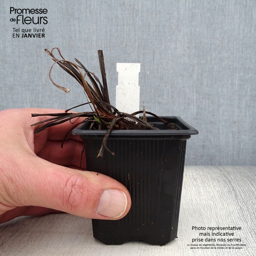 Iris Japonés Rose Queen - Iris ensata Maceta de 8/9 cm Ejemplar entregado en invierno