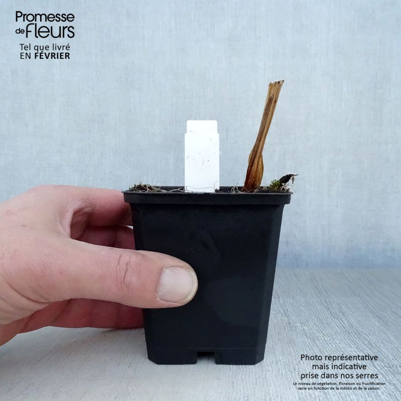 Iris Japonés Variegata - Iris ensata Maceta de 8/9 cm Ejemplar entregado en invierno