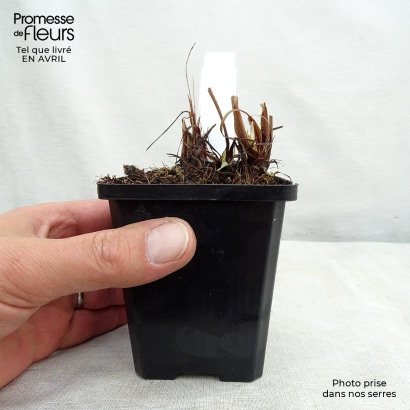 Iris Japonés Variegata - Iris ensata Maceta de 8/9 cm Ejemplar entregado en la primavera