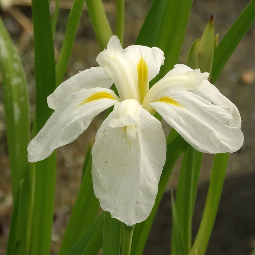 Iris Japonés White Ladies - Iris ensata (Floración)