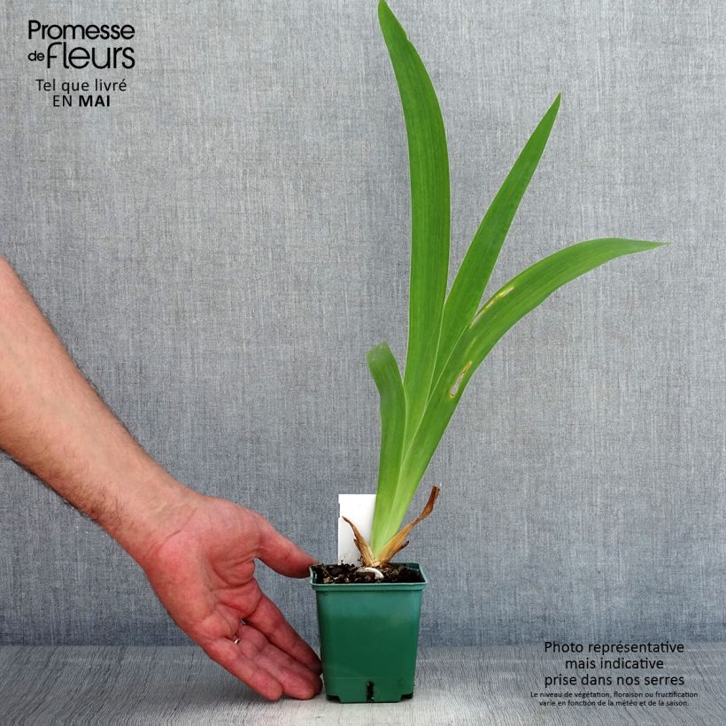 Iris germanica Agrippa Maceta de 8/9 cm Ejemplar entregado en la primavera