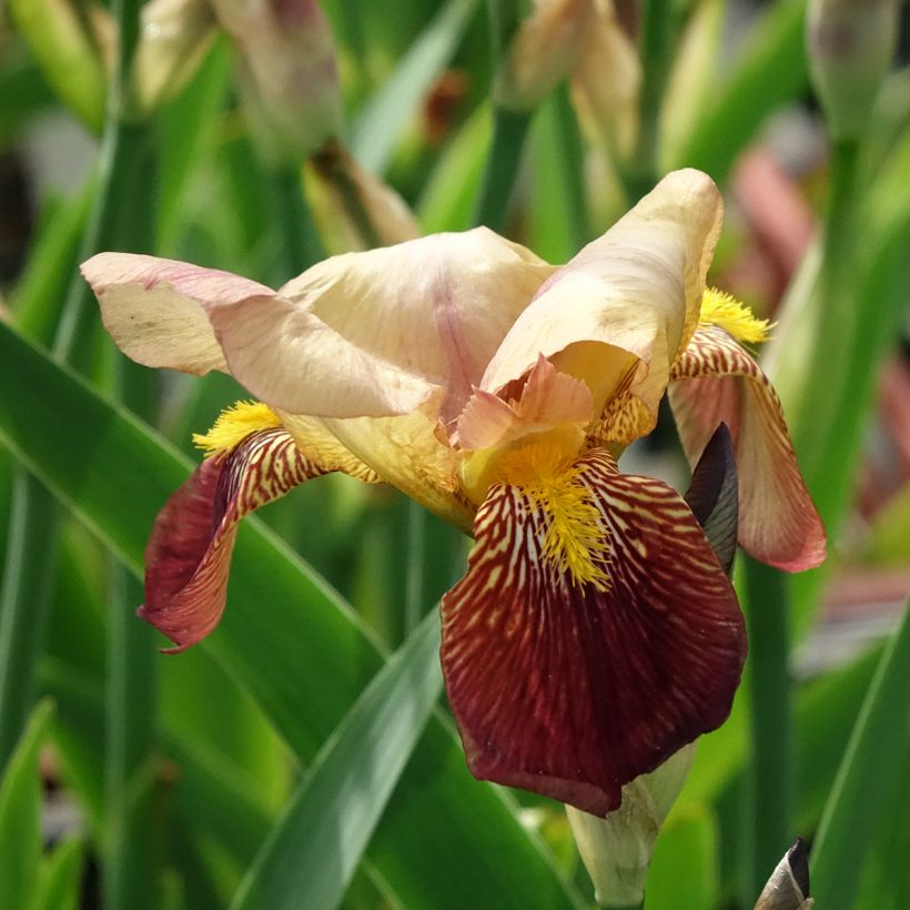 Iris germanica Agrippa (Floración)