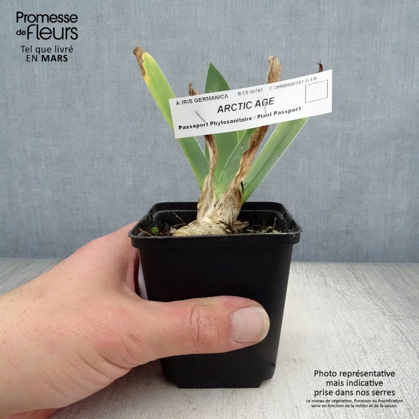 Iris germanica Arctic Age Maceta de 8/9 cm Ejemplar entregado en la primavera