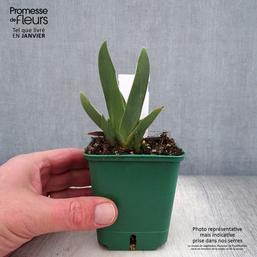 Iris germanica Arpège Maceta de 8/9 cm Ejemplar entregado en invierno