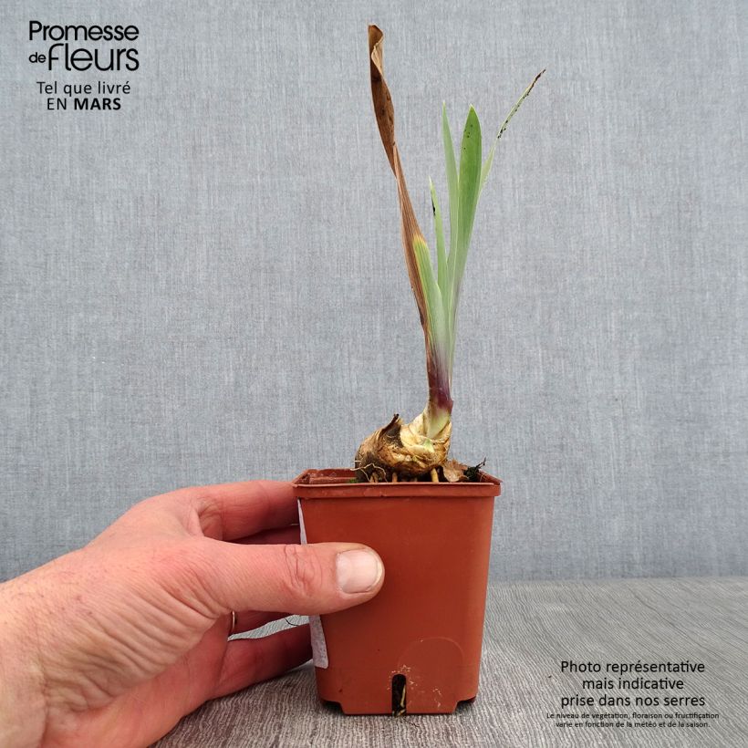Iris germanica Art Déco Maceta de 8/9 cm Ejemplar entregado en invierno