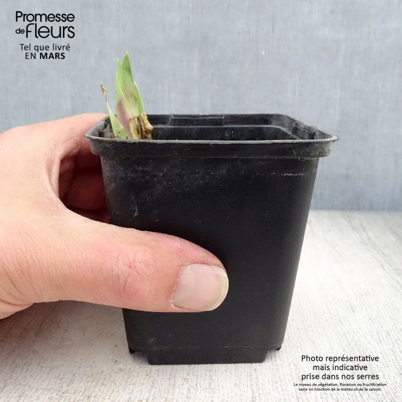 Iris germanica Art Déco Maceta de 8/9 cm Ejemplar entregado en la primavera