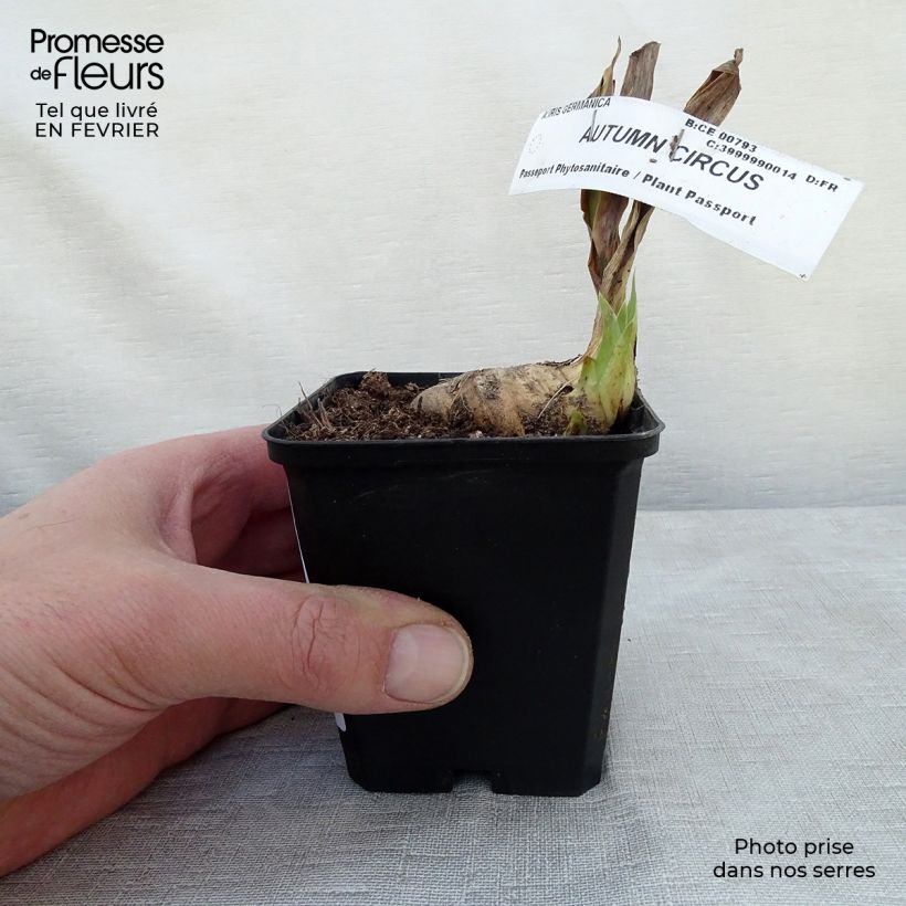 Iris germanica Autumn Circus Maceta de 8/9 cm Ejemplar entregado en invierno