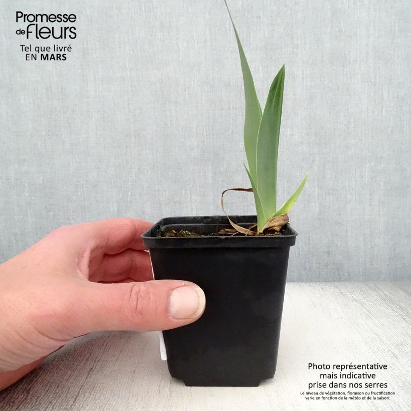Iris germanica Autumn Circus Maceta de 8/9 cm Ejemplar entregado en la primavera