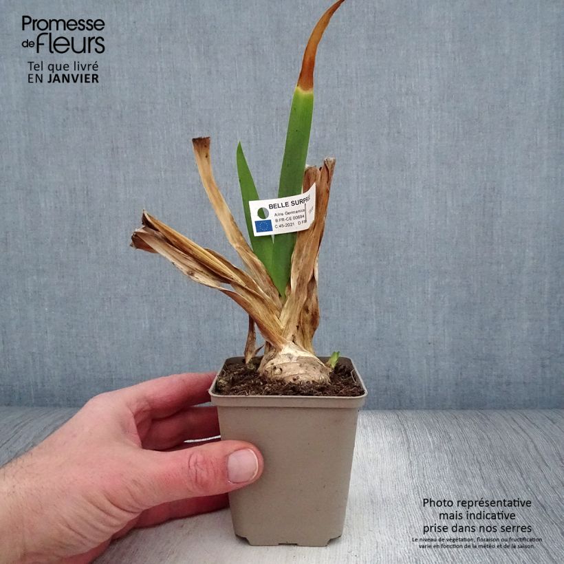 Iris germanica Belle Surprise Maceta de 8/9 cm Ejemplar entregado en invierno