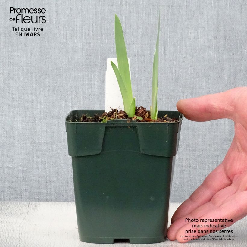 Iris germanica Black Knight Maceta de 8/9 cm Ejemplar entregado en la primavera