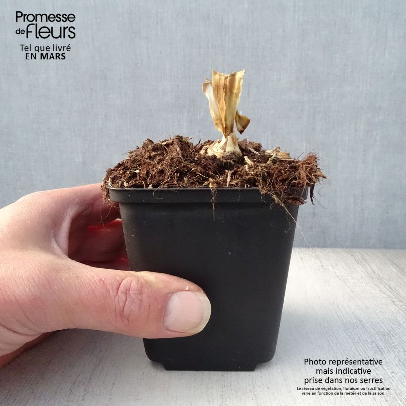 Iris germanica Blenheim Royal Maceta de 8/9 cm Ejemplar entregado en la primavera