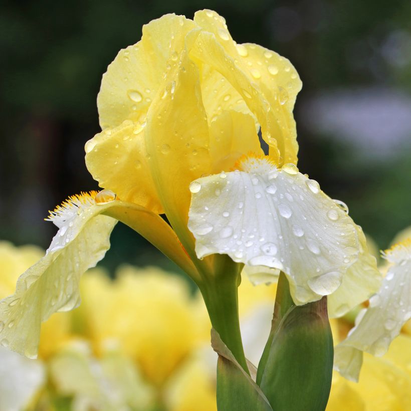 Iris germanica Blessed Again (Floración)