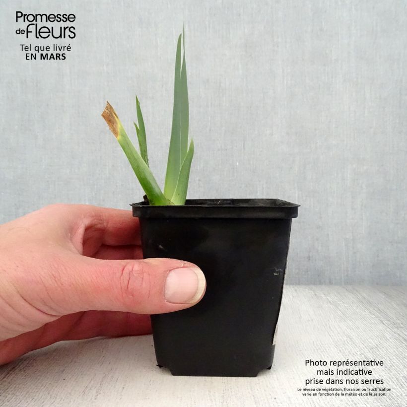 Iris germanica Brin de Folie Maceta de 8/9 cm Ejemplar entregado en la primavera