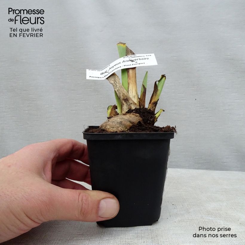 Iris germanica Buc Joyeux Anniversaire Maceta de 8/9 cm Ejemplar entregado en invierno