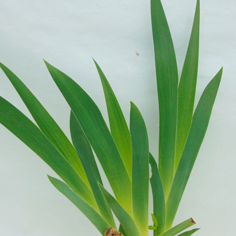 Iris germanica Burnt Toffee (Follaje)