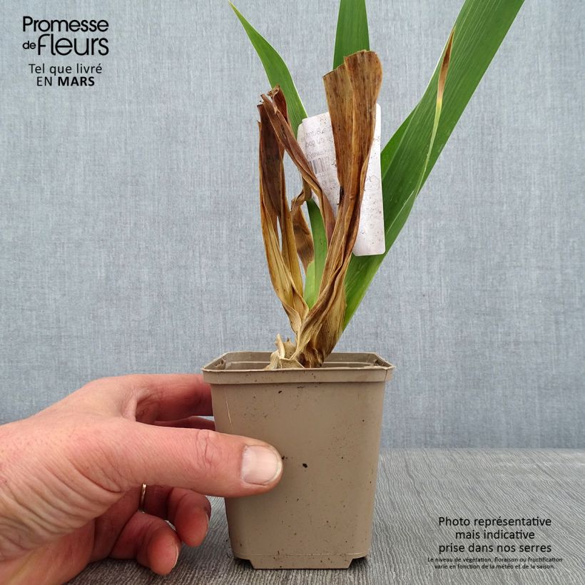 Iris germanica Burnt Toffee Maceta de 8/9 cm Ejemplar entregado en invierno